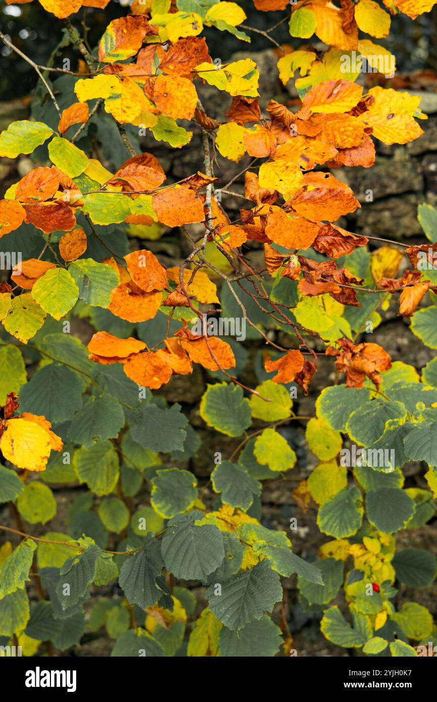 Leuchtende Herbstblätter in Gold- und Orangentönen auf Waldzweigen im Lake District Stockfoto