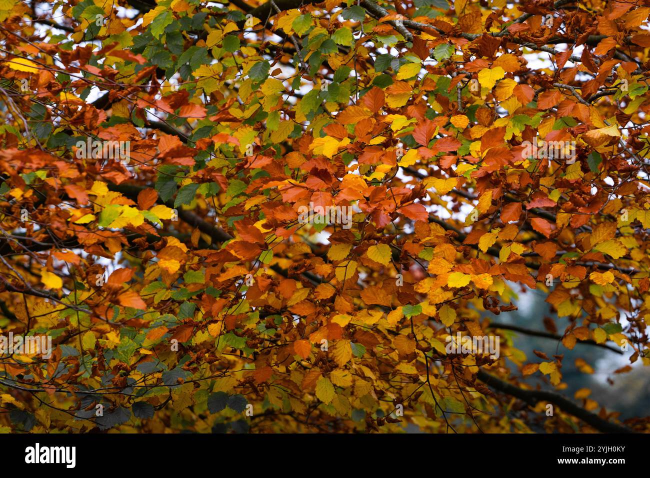 Lebhaftes Herbstlaub mit goldenen und orangen Blättern auf Baumzweigen im Lake District Stockfoto