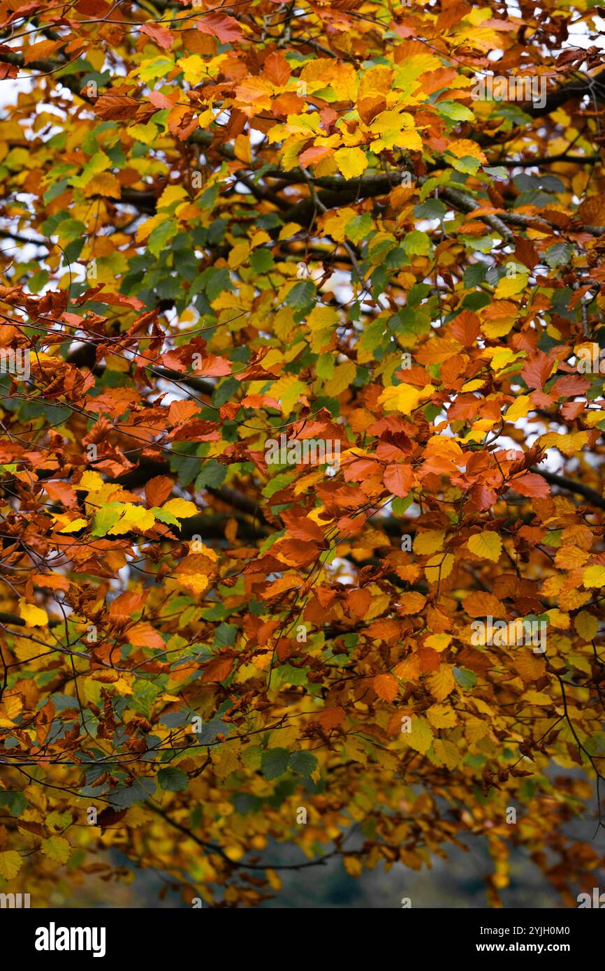 Lebhaftes Herbstlaub mit goldenen und orangen Blättern auf Ästen im Lake District Stockfoto Lebhaftes Herbstlaub mit goldenen und orangen Blättern auf Ästen im Lake District Stockfoto