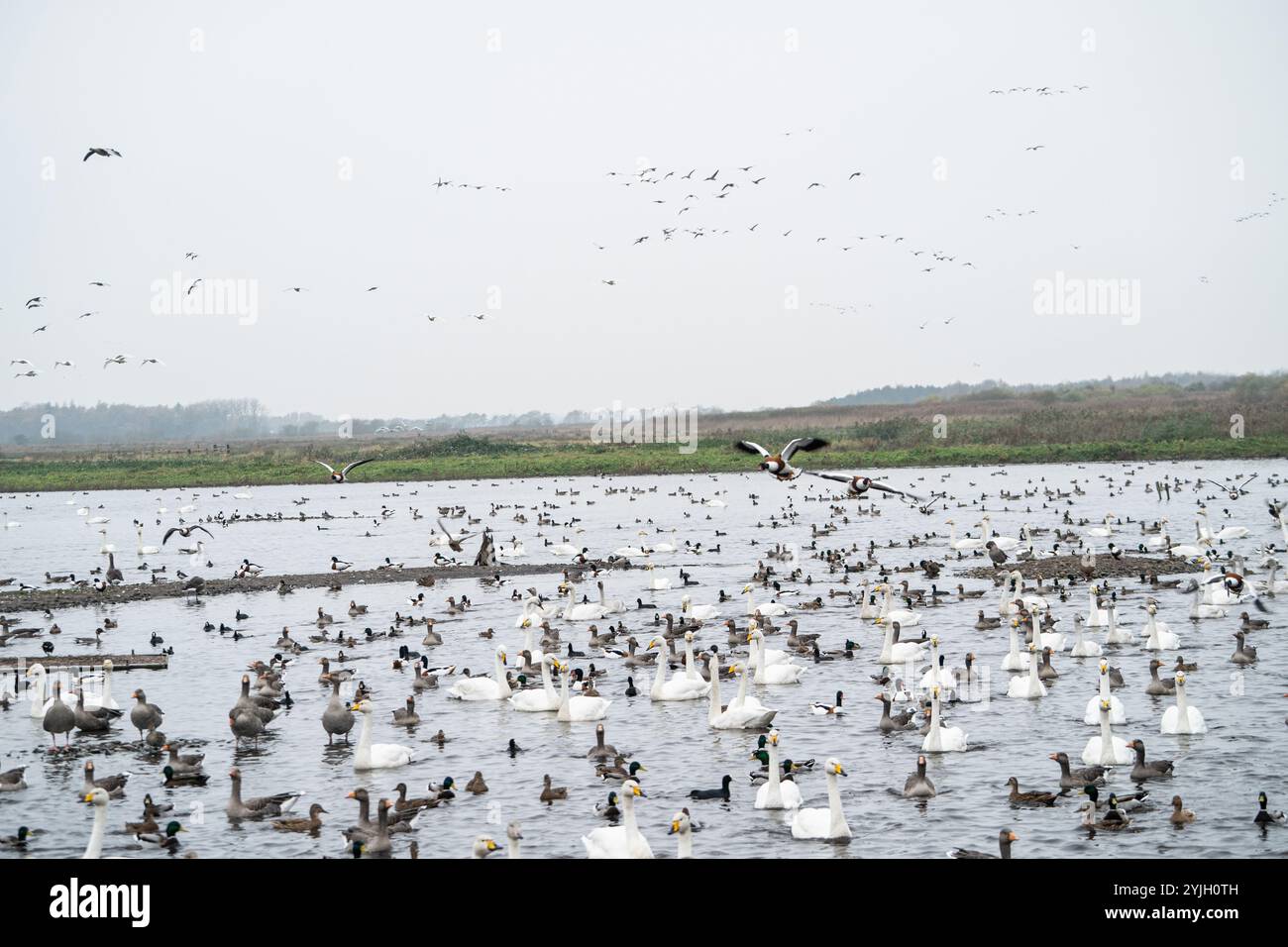 Tausende von Wasservögeln, darunter Schwäne und Gänse, versammelten sich auf dem See während der Herbstwanderung im Lake District Stockfoto