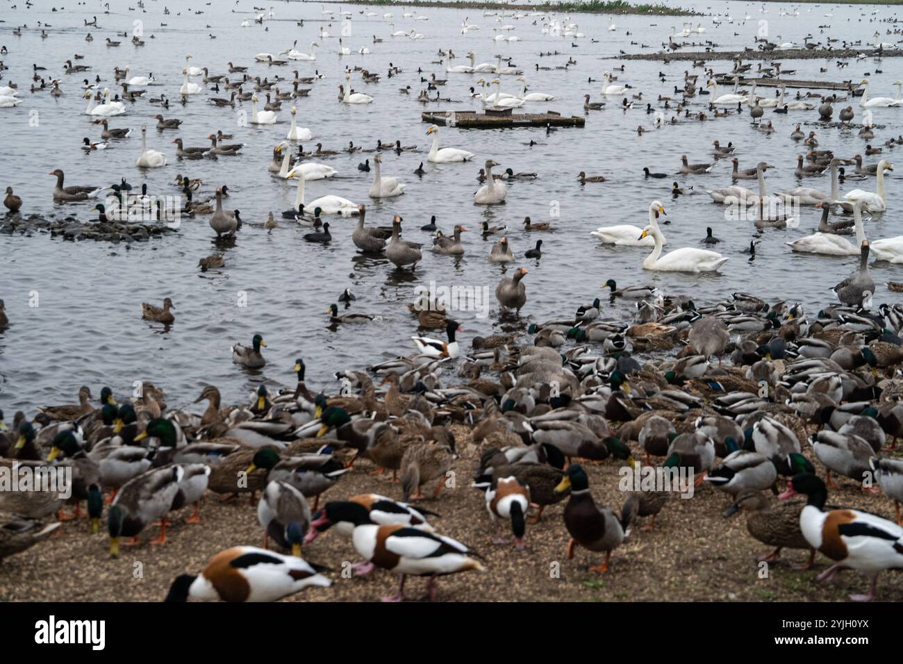 Riesige Wasservögelschwärme, darunter Schwäne, Enten und Gänse, die am Seeufer im Lake District gesammelt wurden Stockfoto