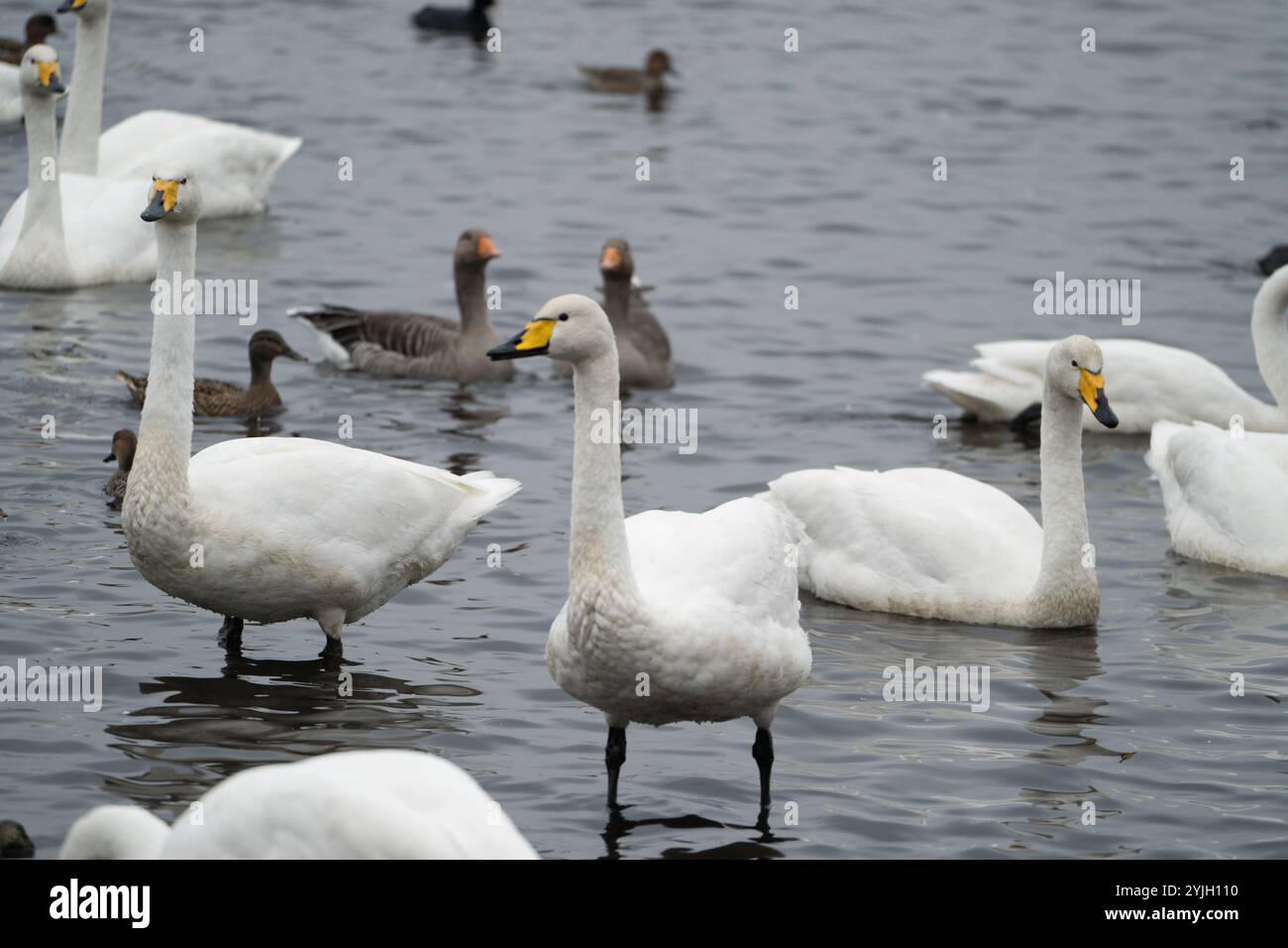 Herde of Whooper Swans (Cygnus cygnus) im WWT Martin Mere, Großbritannien Stockfoto