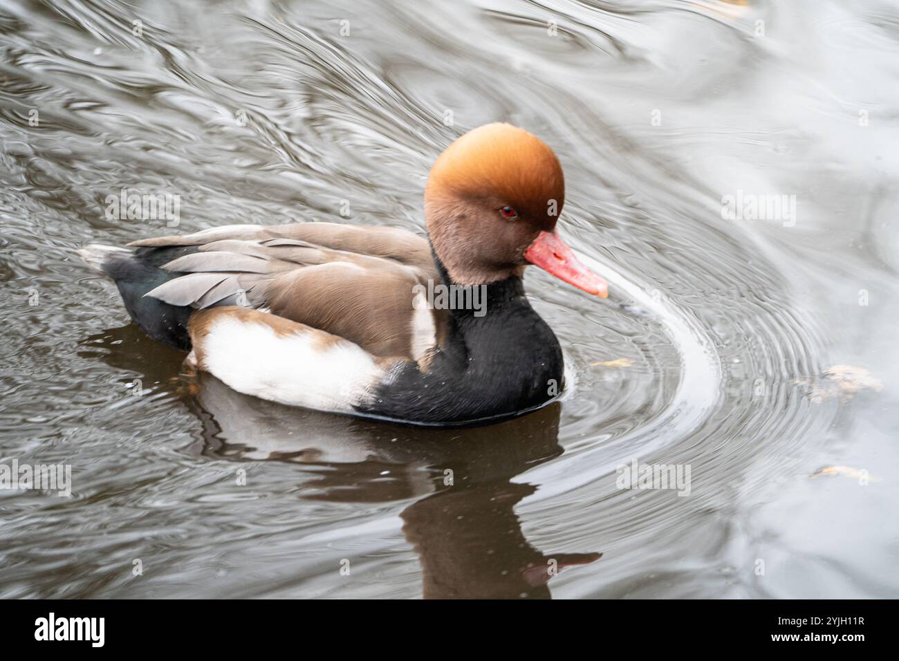 Rotkäppchen schwimmen im Seewasser und erzeugen Wellen Stockfoto