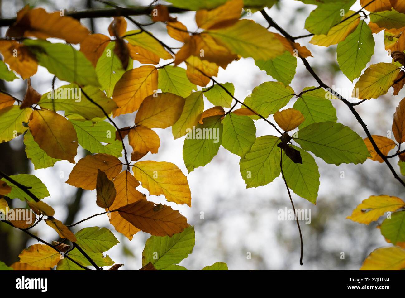Herbstlaub in goldenen und grünen Tönen auf Baumzweigen im Lake District Stockfoto