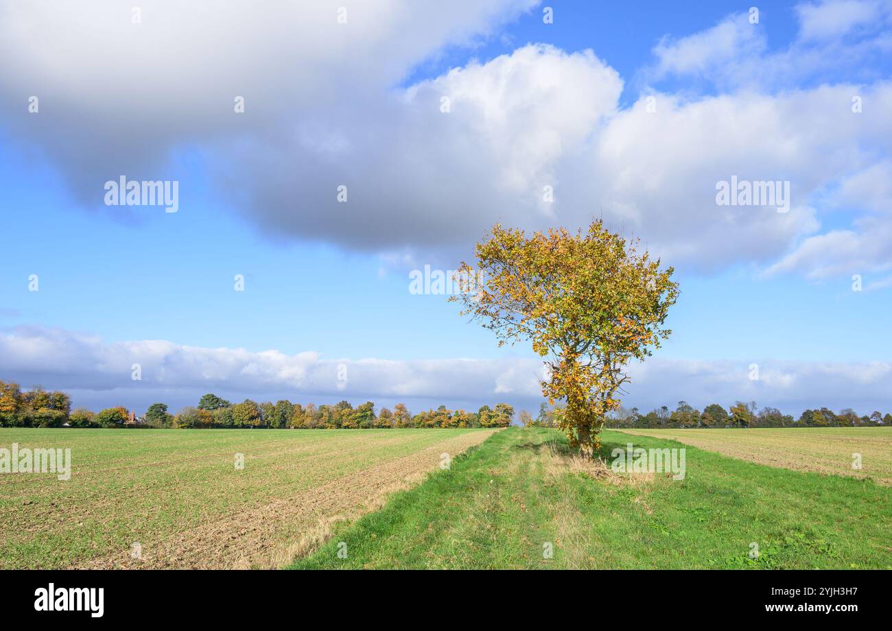 Isolierte Eiche auf einem Ackerfeld in der Nähe des Dorfes Chart Sutton, nahe Maidstone, Kent, Großbritannien. November Stockfoto
