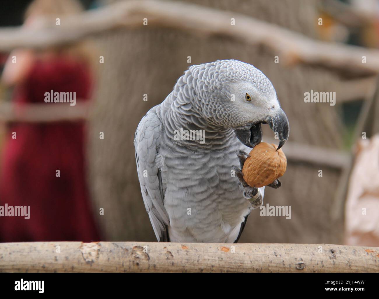 Ein afrikanischer Graupapageienvogel, der eine große Walnuss hält. Stockfoto