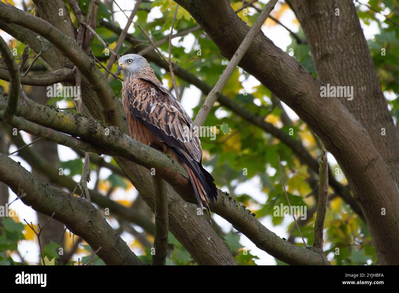 Eton, Windsor, Berkshire, Großbritannien. November 2024. Ein prächtiger roter Drachen thront auf einem Baum in Eton, Windsor, Berkshire. Die Roten Drachen sind unter dem Wildlife and Countryside Act von 1981 geschützt und werden als Vogel in der Liste 1 aufgeführt. Sie sind auch im Rahmen internationaler Erhaltungsabkommen geschützt. Kredit: Maureen McLean/Alamy Stockfoto