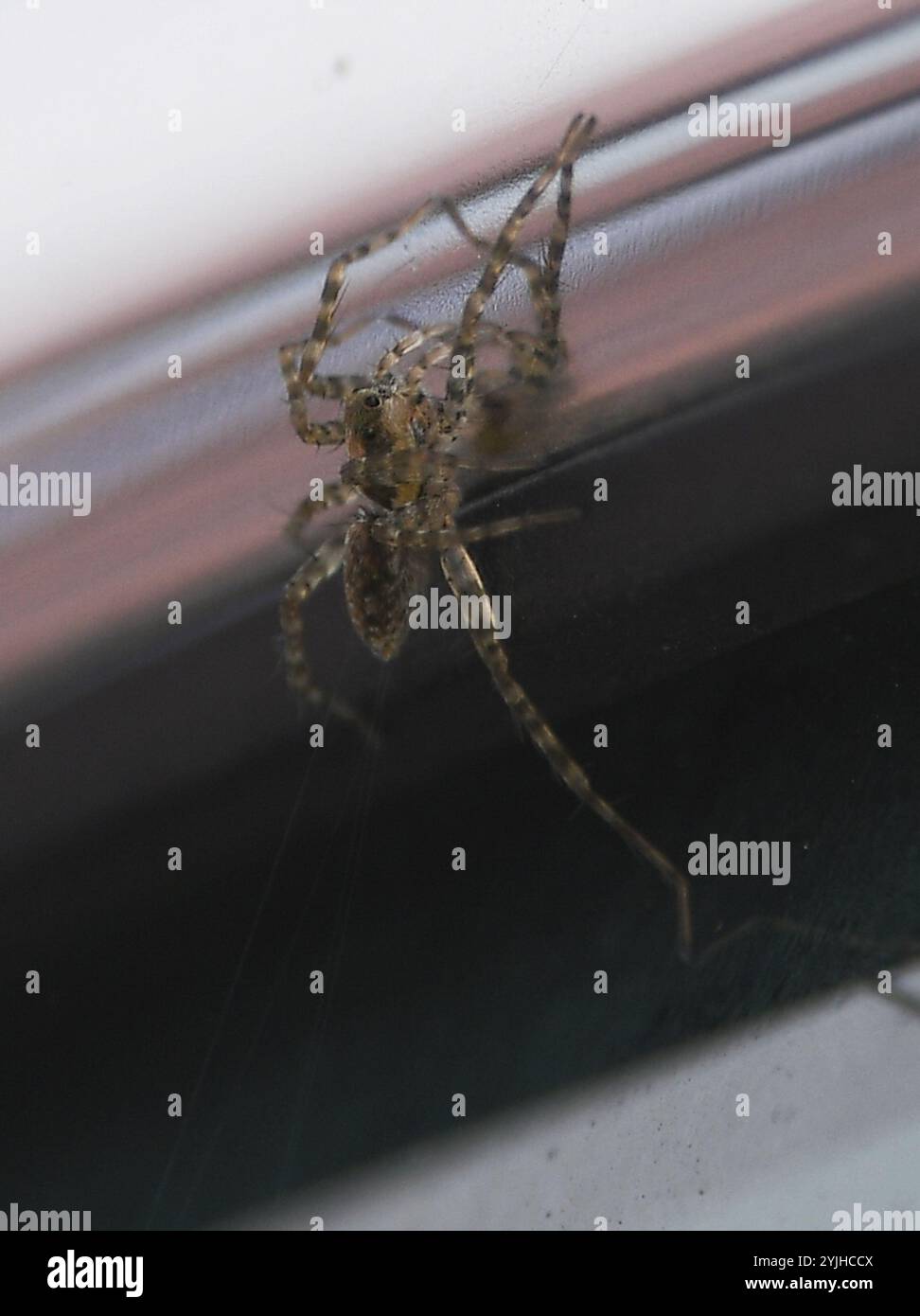 Dünnbeinige Wolfsspinnen (Pardosa) Stockfoto