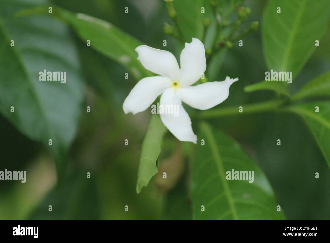 Crepé Jasmin (Tabernaemontana divaricata) Stockfoto