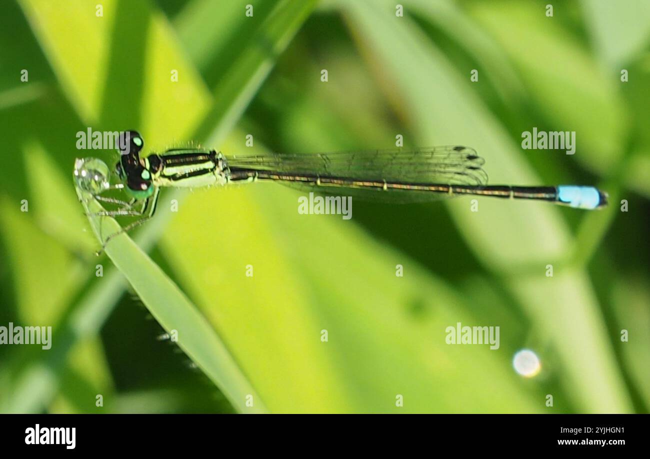 Östlicher Gabelschwanz (Ischnura verticalis) Stockfoto