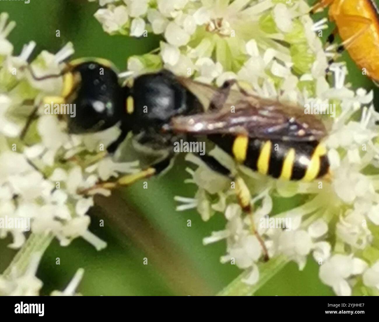 Ectemnius (Ectemnius continuus) Stockfoto