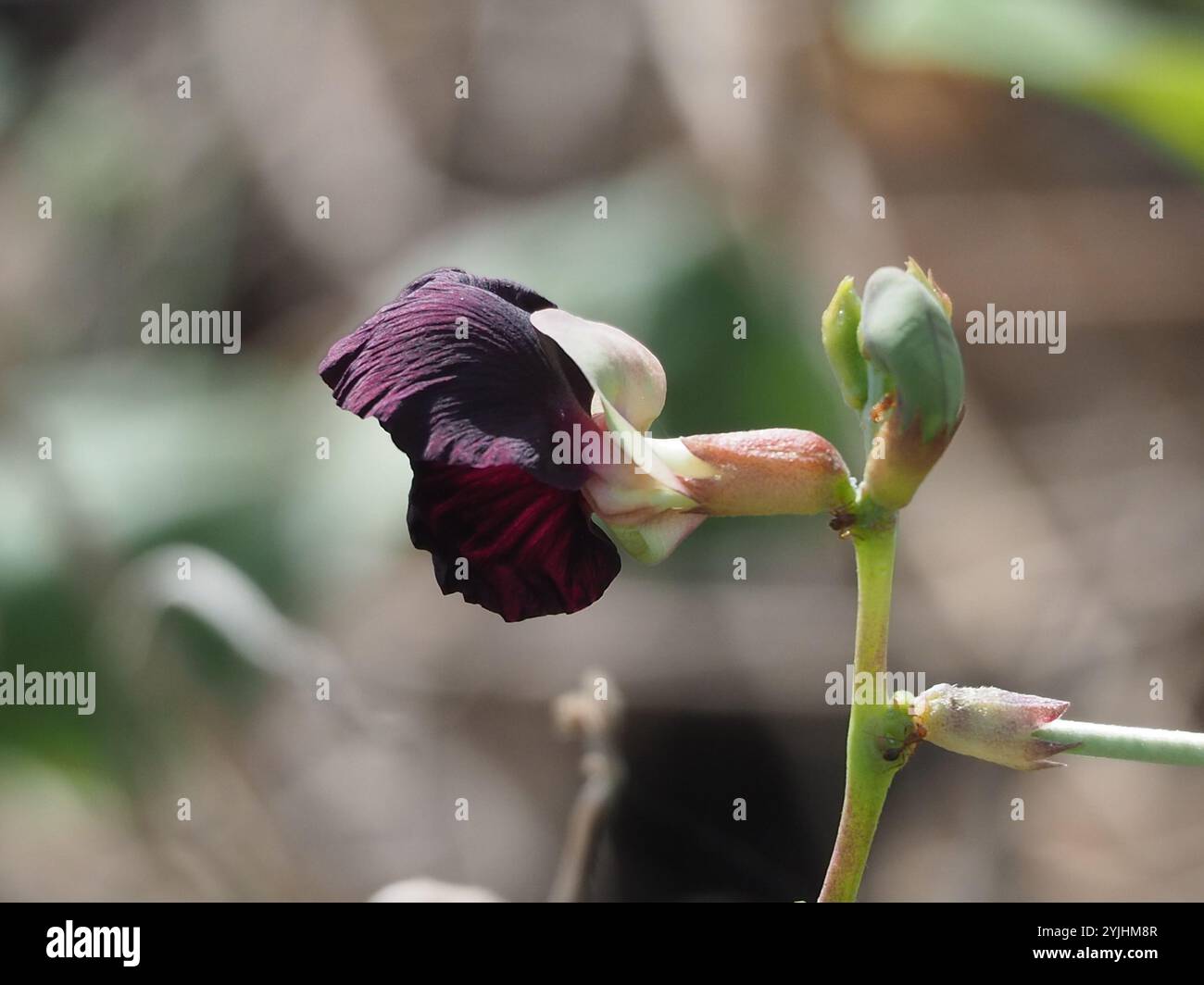 Violette Buschbohne (Macroptilium atropurpureum) Stockfoto