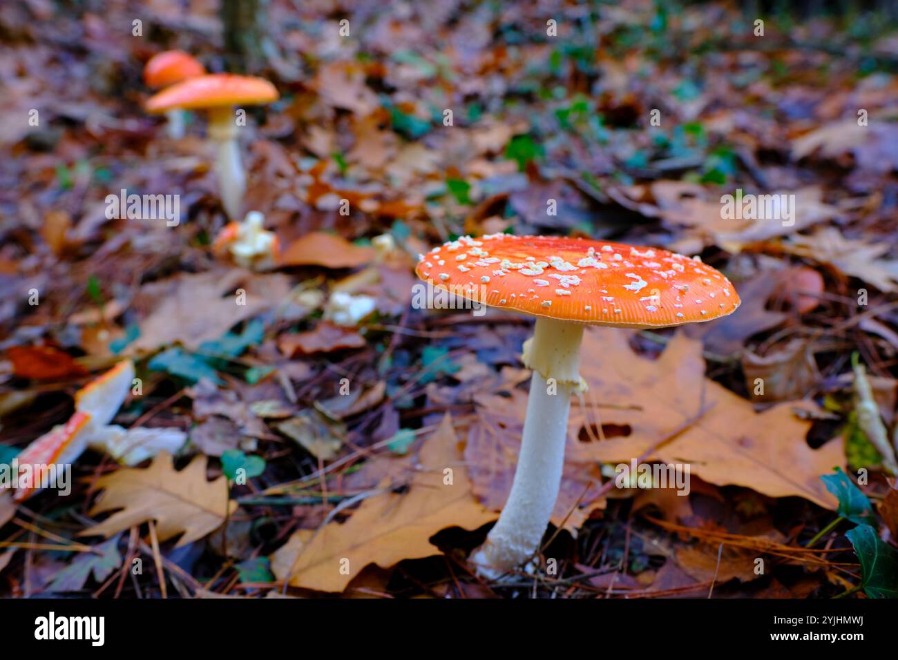 Nahaufnahme von zwei Amanita Muscaria oder Fliegenpilzen mit Orangenkappen und weißen Flecken, die zwischen gefallenen Blättern in einem Eichenwald wachsen. Stockfoto