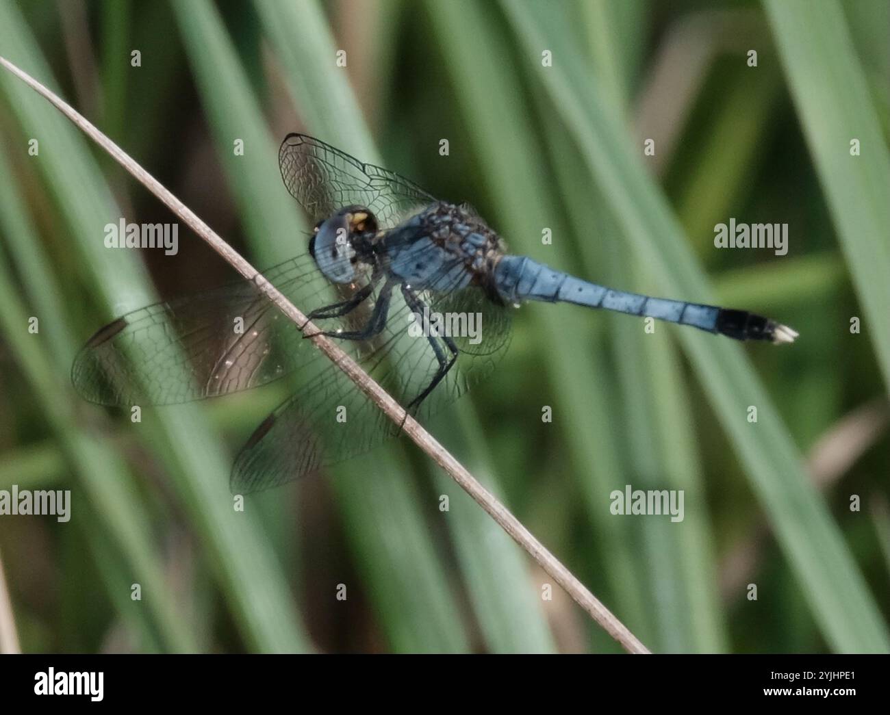 Little Blue Dragonlet (Erythrodiplax minuscula) Stockfoto
