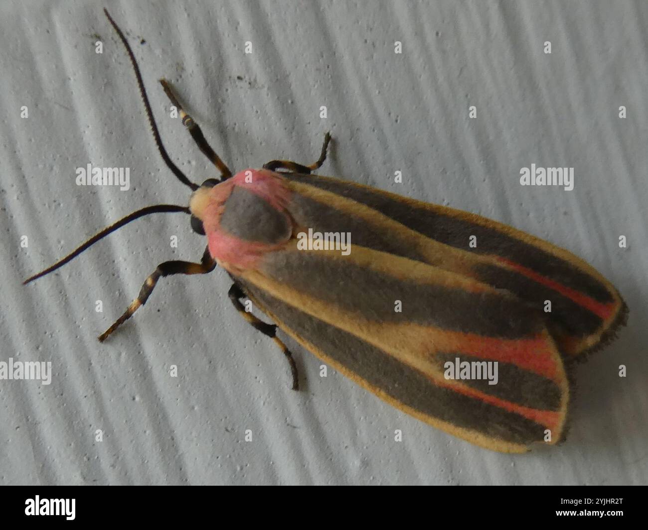Malte Flechten Motte (Hypoprepia fucosa) Stockfoto