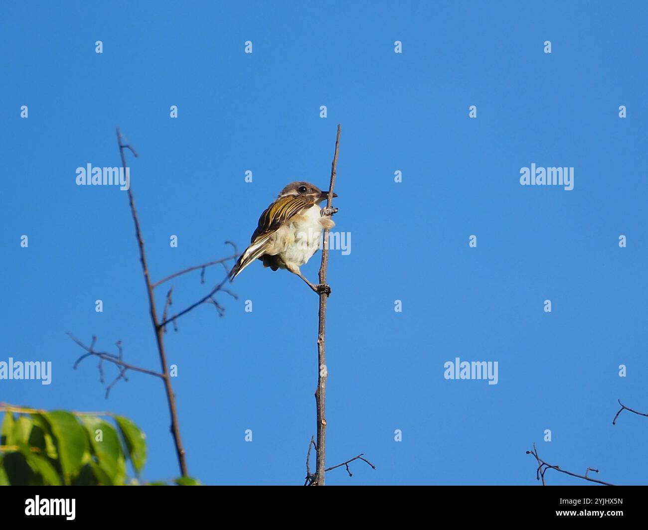 Leicht belüfteter Bulbul (Pycnonotus sinensis) Stockfoto