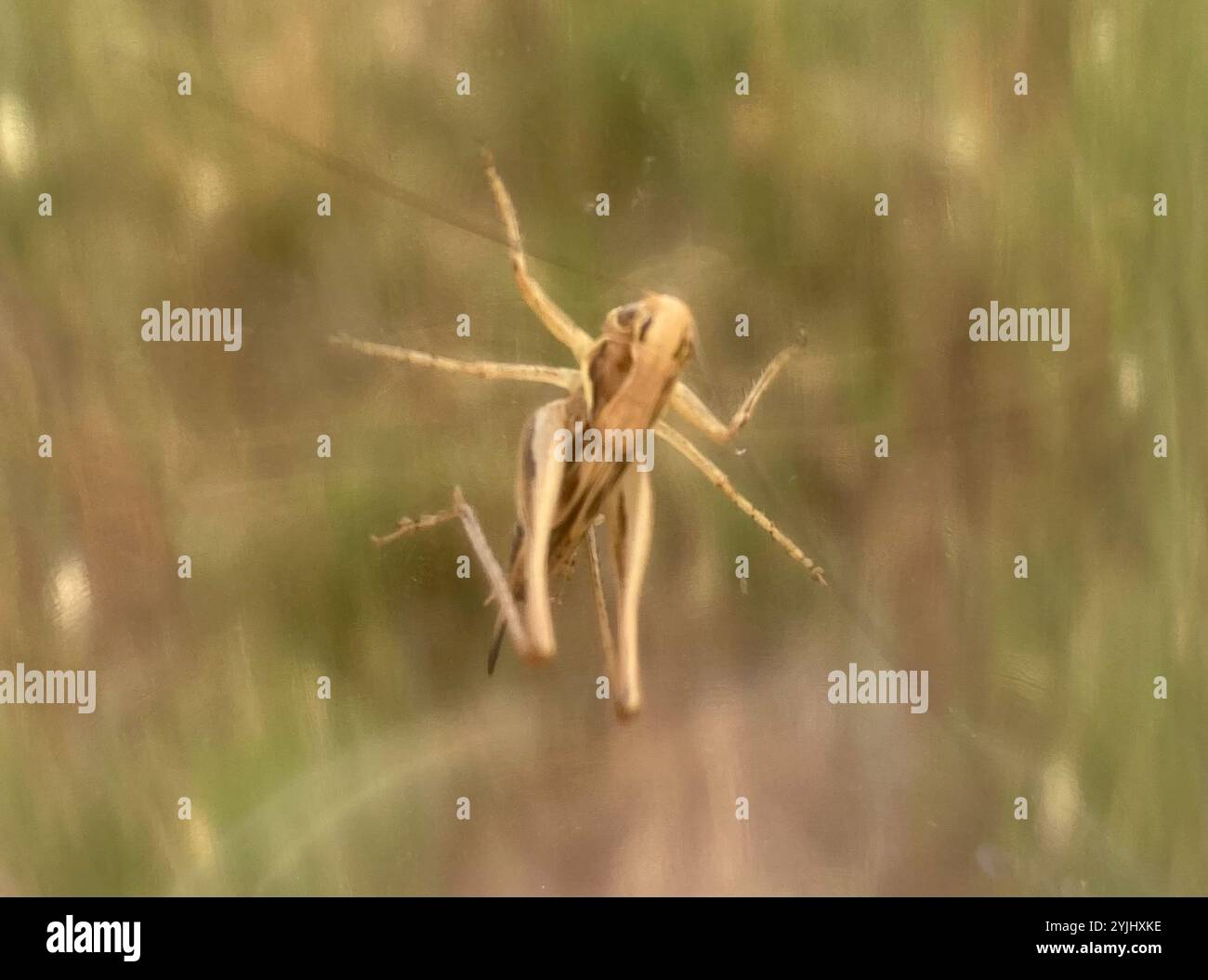 Braungefleckte Buschgrille (Tessellana tessellata) Stockfoto