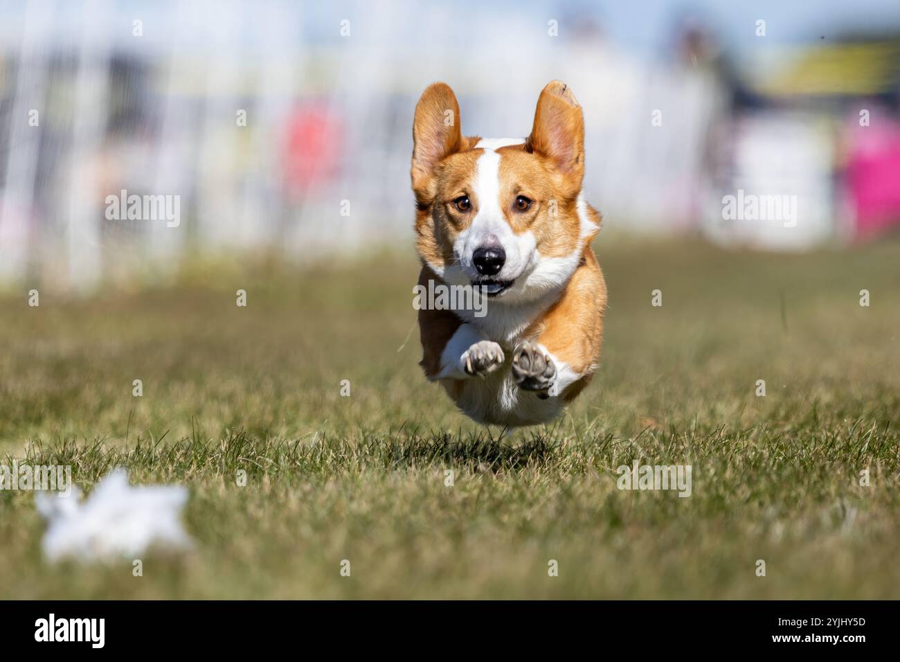 Pembroke Welsh Corgi Lure Course Sprint Dog Sport Stockfoto