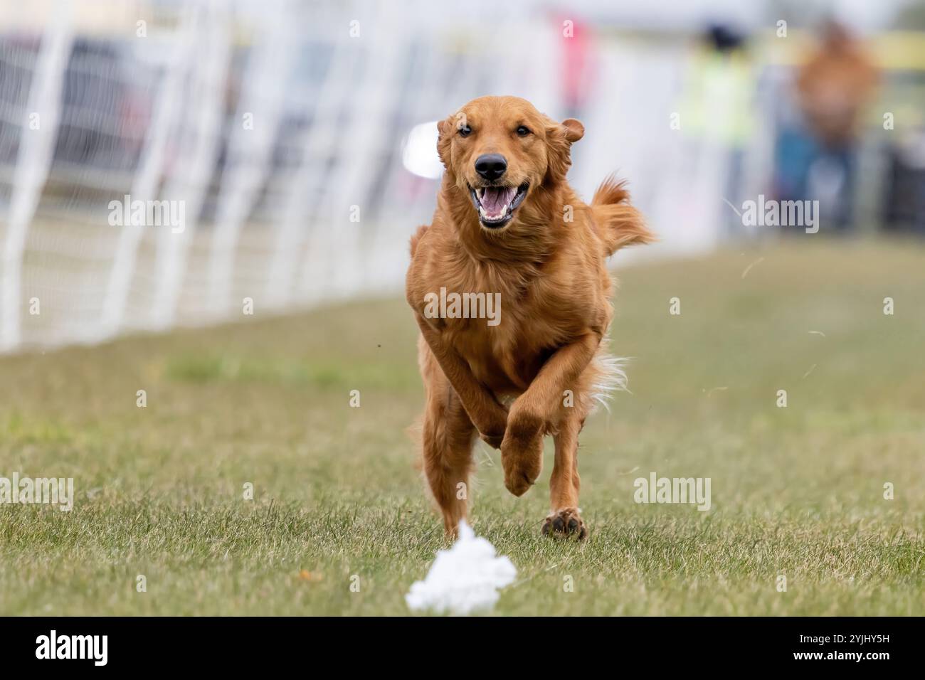 Reinrassiger Golden Retriever Running Lure Course Sprint Dog Sport Stockfoto