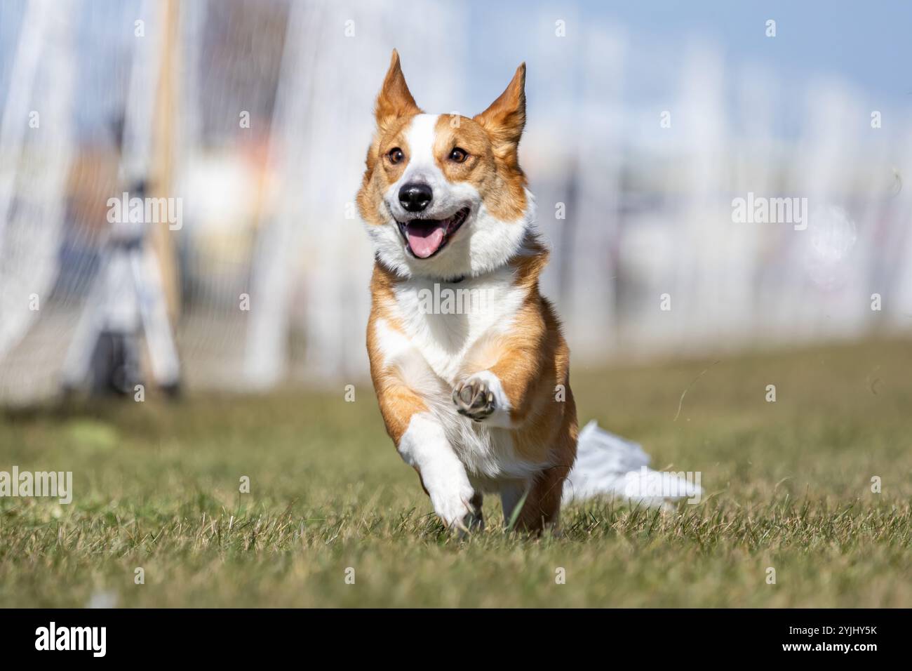 Pembroke Welsh Corgi Lure Course Sprint Dog Sport Stockfoto