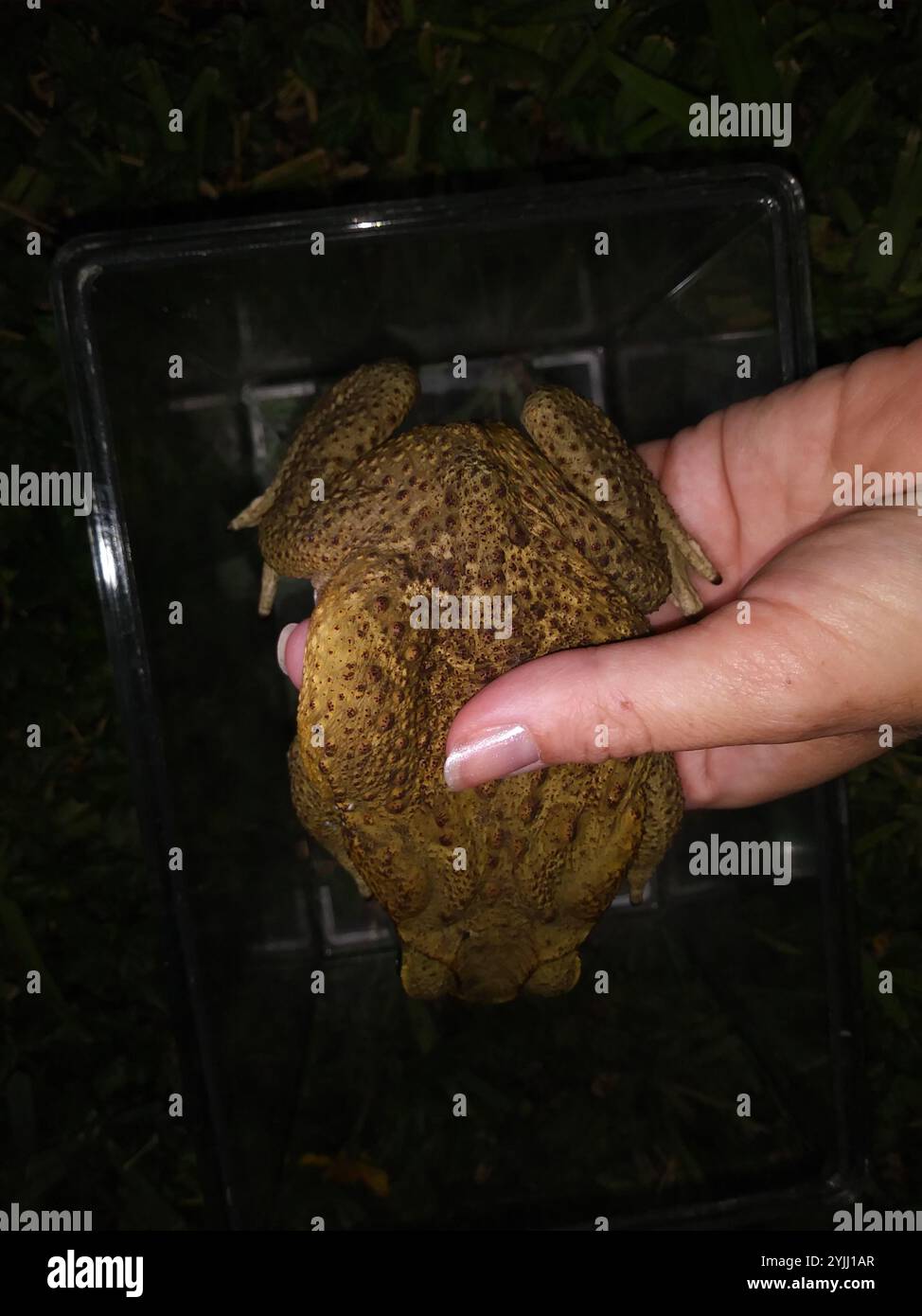 Riesenröte (Rhinella horribilis) Stockfoto