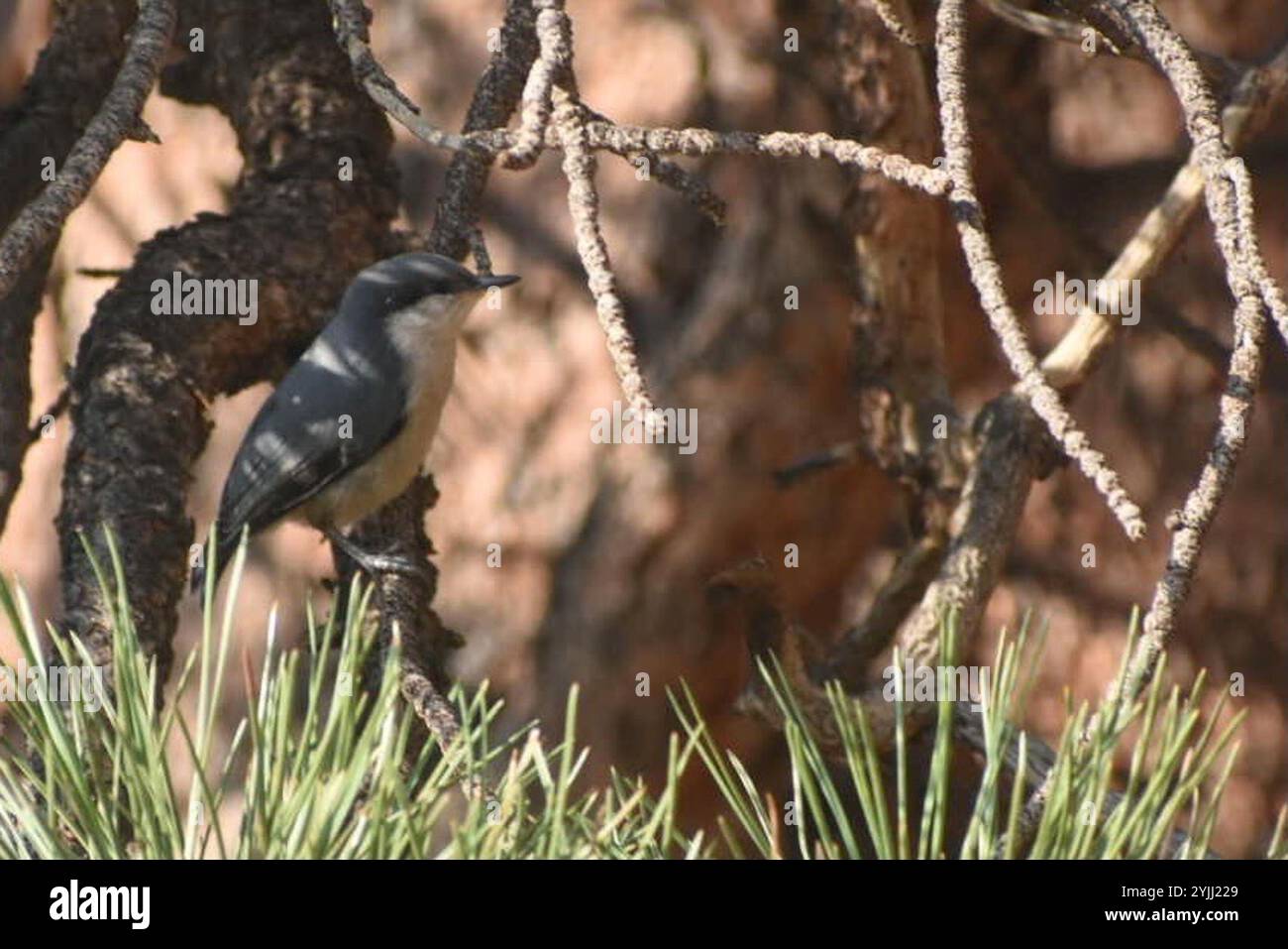 Pygmy Nuthatch (Sitta pygmaea) Stockfoto