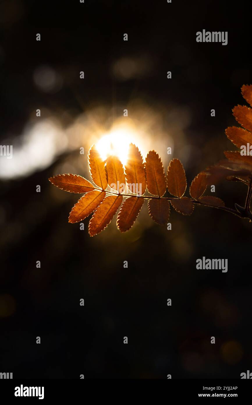 Nahaufnahme der Sonne, die auf wunderschönen orangen Eschenblättern scheint Stockfoto