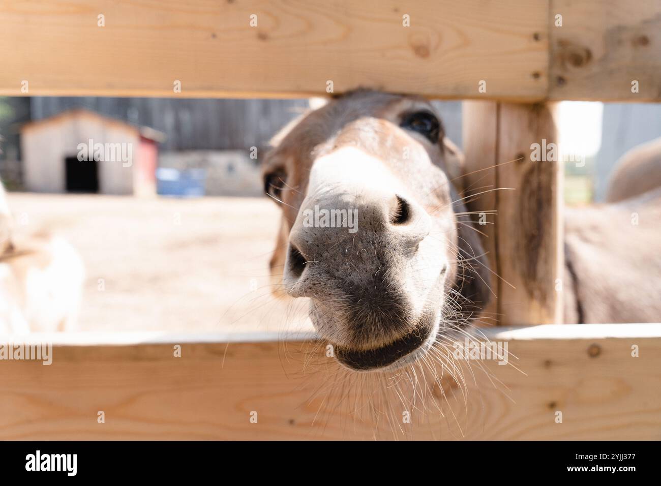 Nahaufnahme eines Esels, der in die Kamera schaut Stockfoto