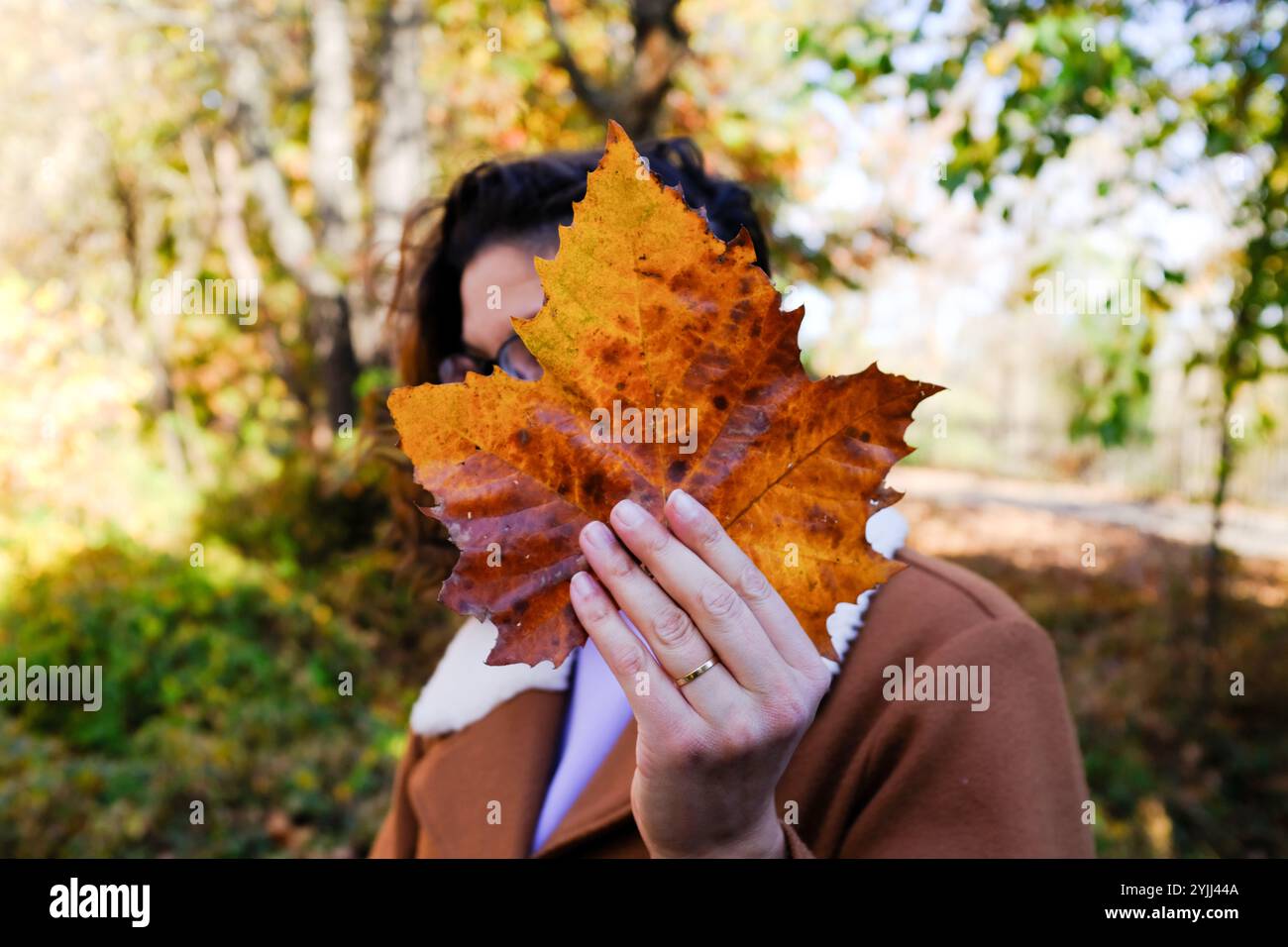 Brünette Frau im Herbstmantel hält großes Norwegische Ahornblatt Stockfoto