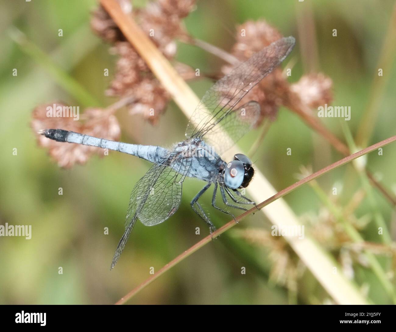 Little Blue Dragonlet (Erythrodiplax minuscula) Stockfoto