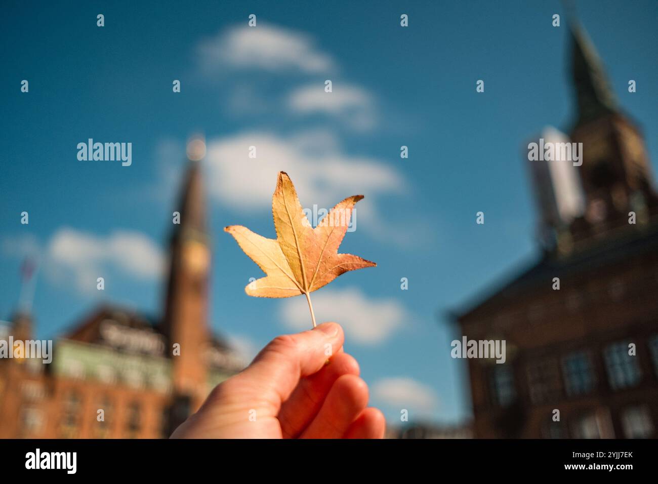 Hand hält Herbstblatt in Kopenhagen Stockfoto