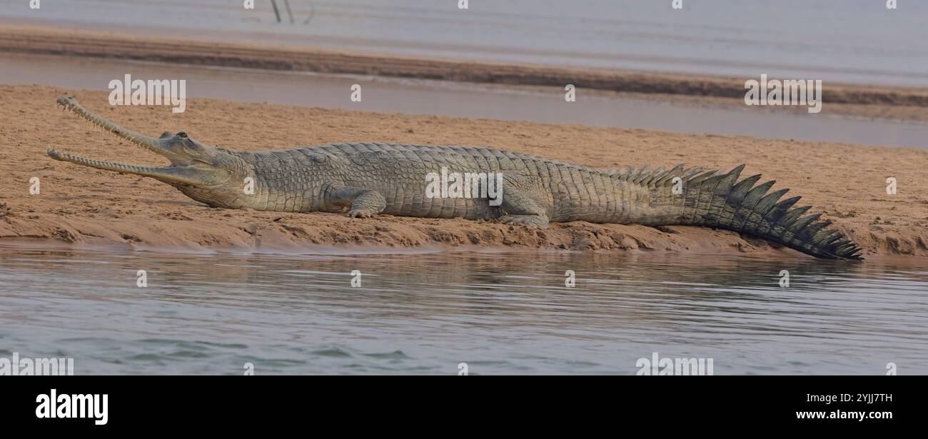 Gavialis gangeticus (Gavialis gangeticus), das auf einer Sandbank im Fluss Chambal, Rajasthan, Indien, ruht. Stockfoto