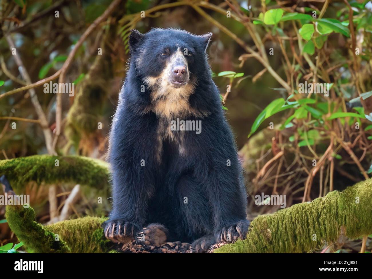 Brillenbär (Tremarctos ornatus) mit selektivem Fokus und Tiefenunschärfe. Stockfoto