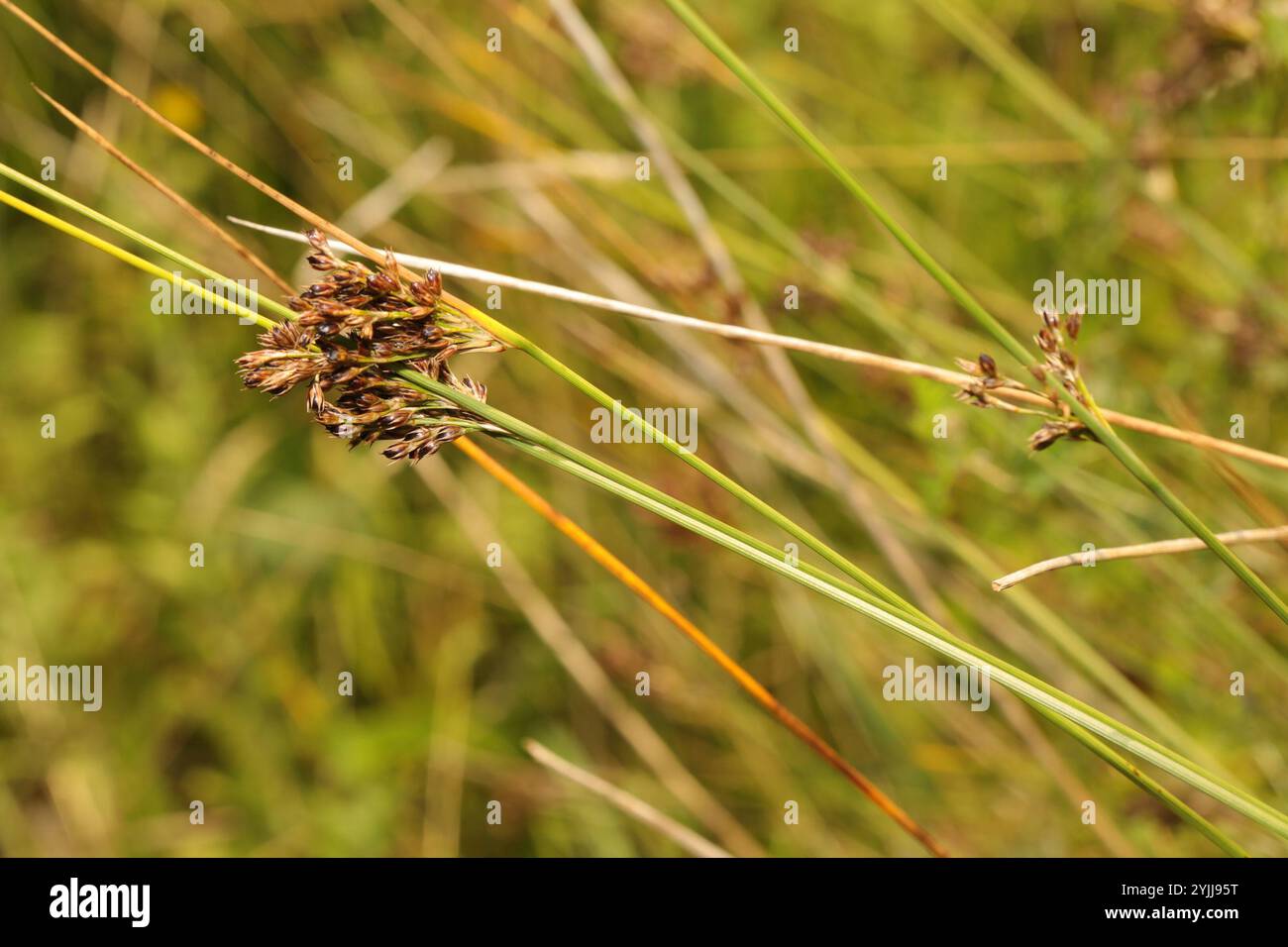 Hard Rush (Juncus inflexus) Stockfoto