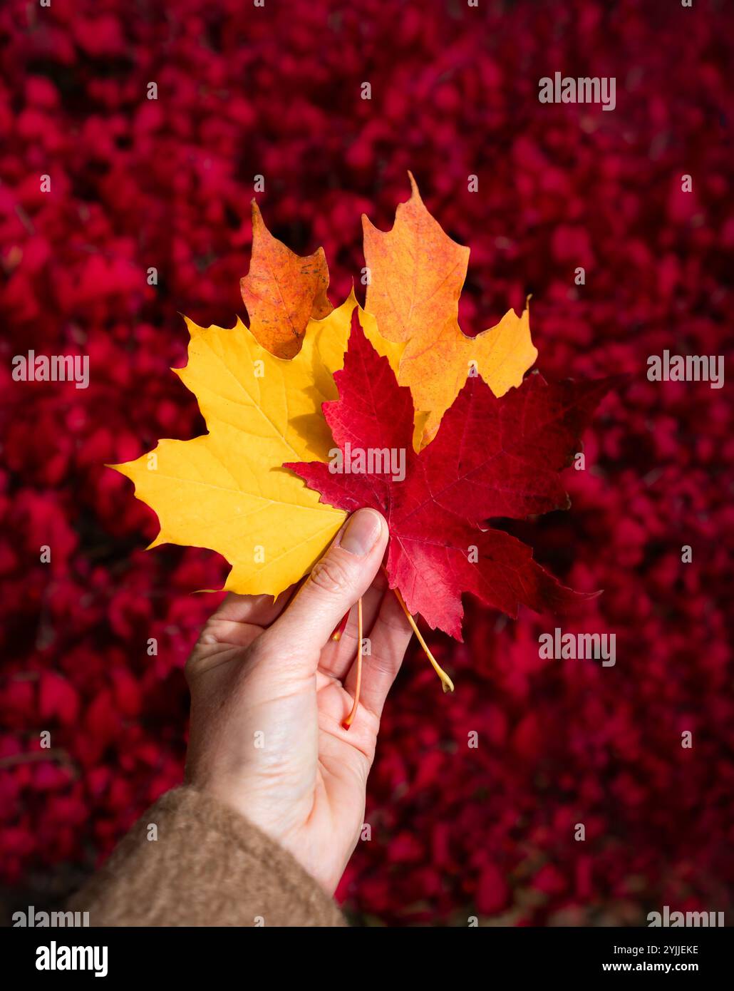 Nahaufnahme einer Hand mit bunten Herbstblättern vor rotem Hintergrund. Stockfoto