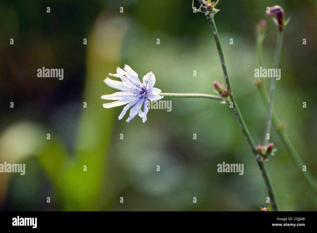 Zichorienblume, blaue Gänseblümchen, Löwenzahn, Seeleute, Unkraut, Etagenbett, Kaffeekraut, Kornblume, Pferdegras, zerlumpte Seeleute, Succory. Stockfoto