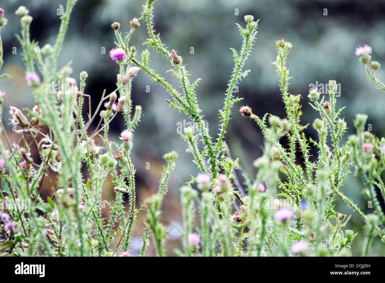 Carduus nutans ist eine zweijährige Pflanze, auch bekannt als Moschusdistel, Nickdistel, Nickdistel, Nickdistel, die negative Auswirkungen auf die Biodiversität hat, indem sie Futterbiomasse reduziert. Stockfoto