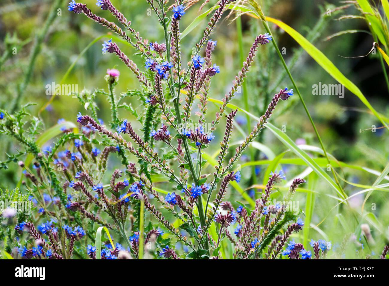 Anchusa officinalis, auch bekannt als gewöhnlicher Bugloss, Alkanet, ist eine blühende Pflanzenart mit ihren blauen Blüten, die für ihre Popularität bei Bienen bekannt ist. Stockfoto