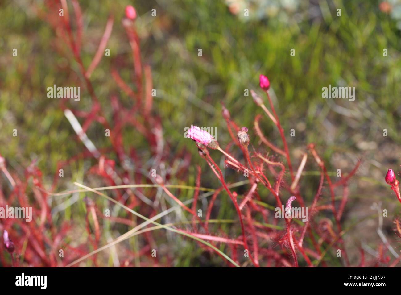 Mohnblumen-Sonnentau (Drosera cistiflora) Stockfoto