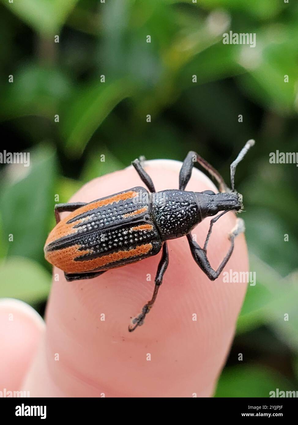 Diaprepes Root Weevil (Diaprepes abbreviatus) Stockfoto