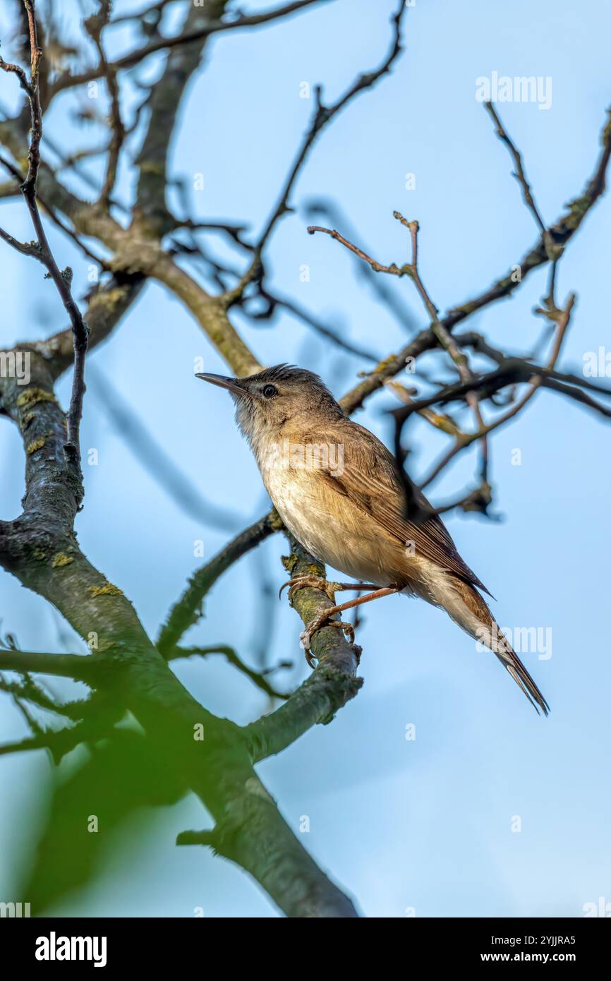 Der gewöhnliche Schilfkraut (Acrocephalus scirpaceus) ist ein Alte-Welt-Klatscher der Gattung Acrocephalus. Kleiner singvogel im natürlichen Lebensraum. Frühlingszeit. Stockfoto