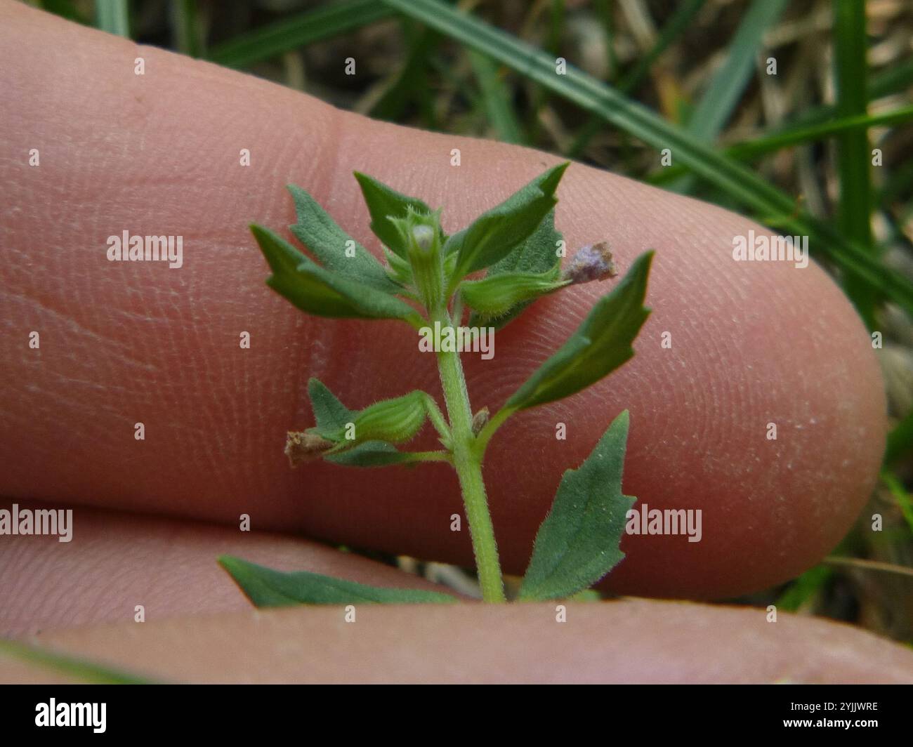 basilikum-Thymian (Clinopodium acinos) Stockfoto