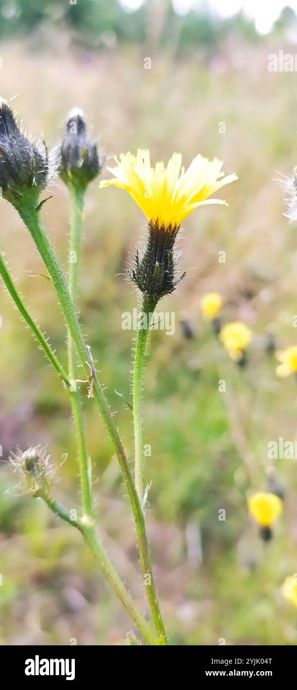 Hawkweed Oxtongue (Picris hieracioides) Stockfoto