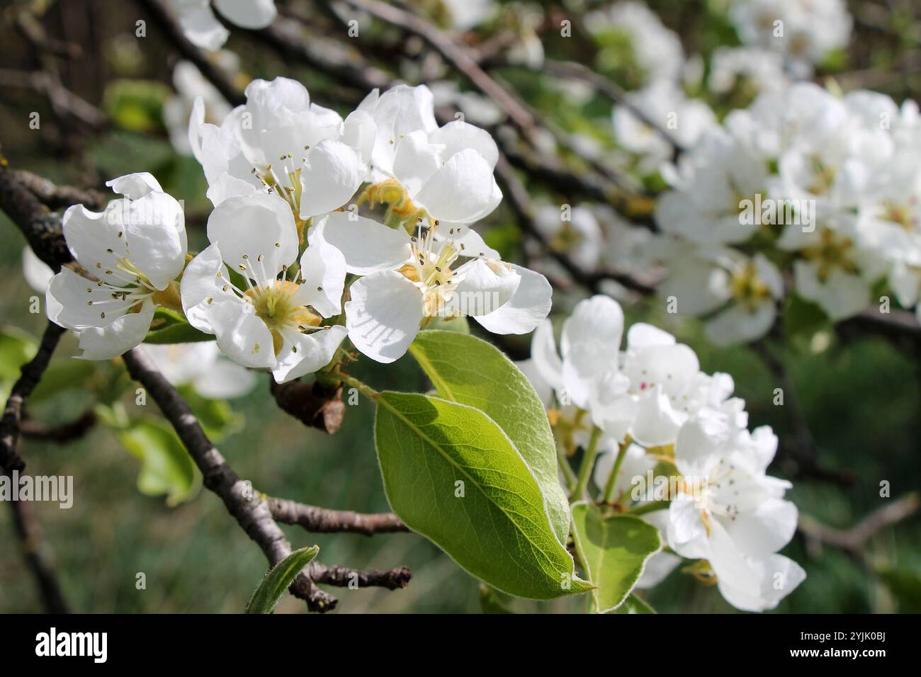 Nahaufnahme eines Zweiges eines weißen Apfelbaums in Blüte im Garten. Stockfoto