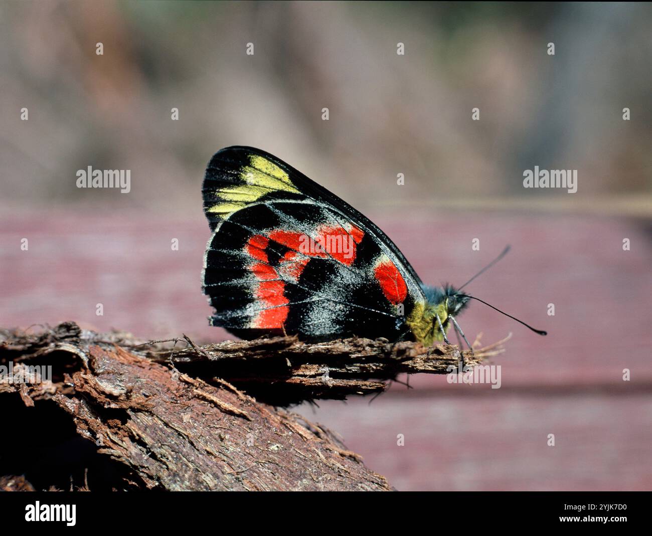 Australien. Queensland. Tierwelt. Erwachsener männlicher Kaiserlicher Jezebel-Schmetterling. (Delias Harpalyce) Stockfoto