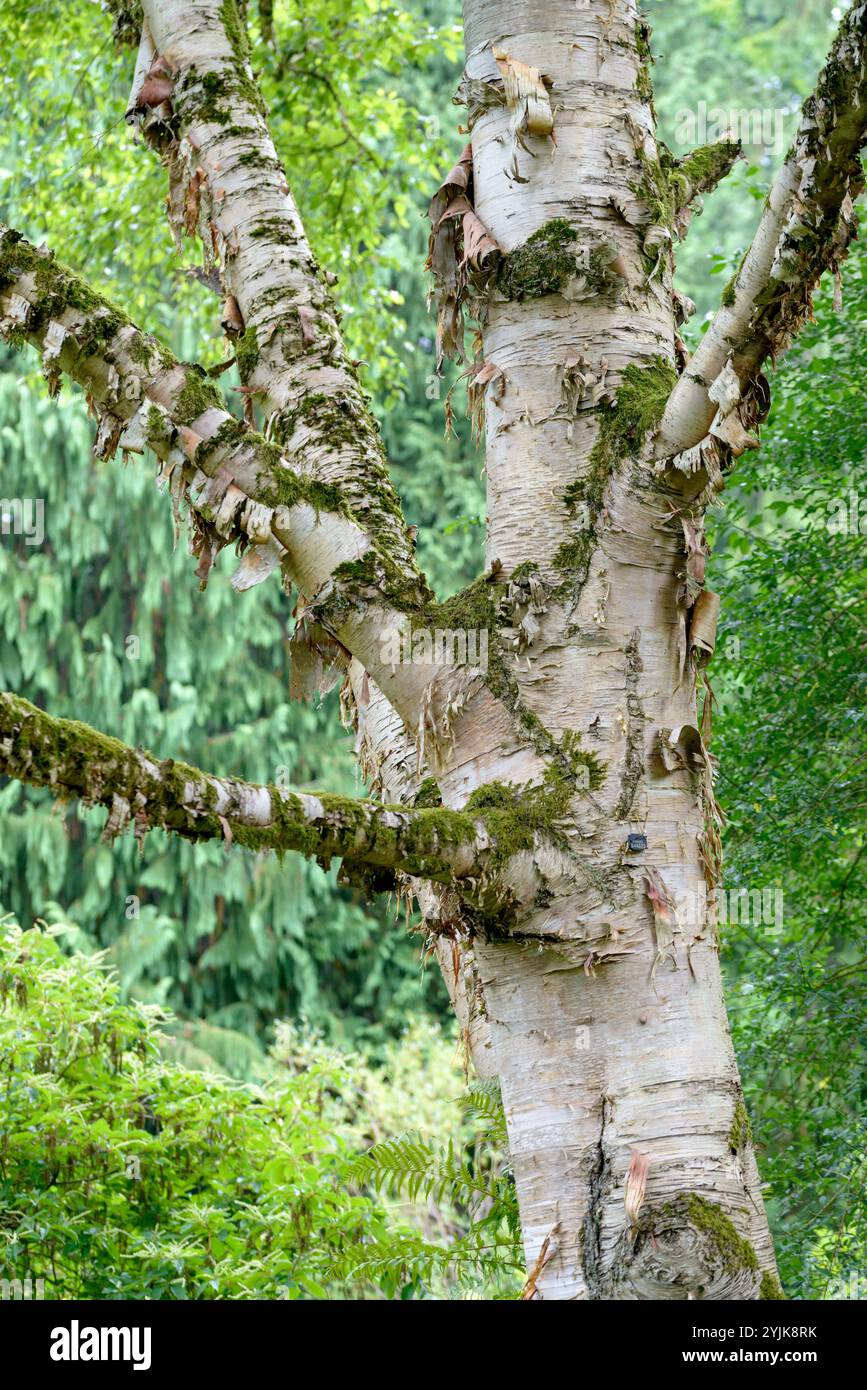 Goldbirke (Betula ermanii), Goldbirke (Betula ermanii) Stockfoto