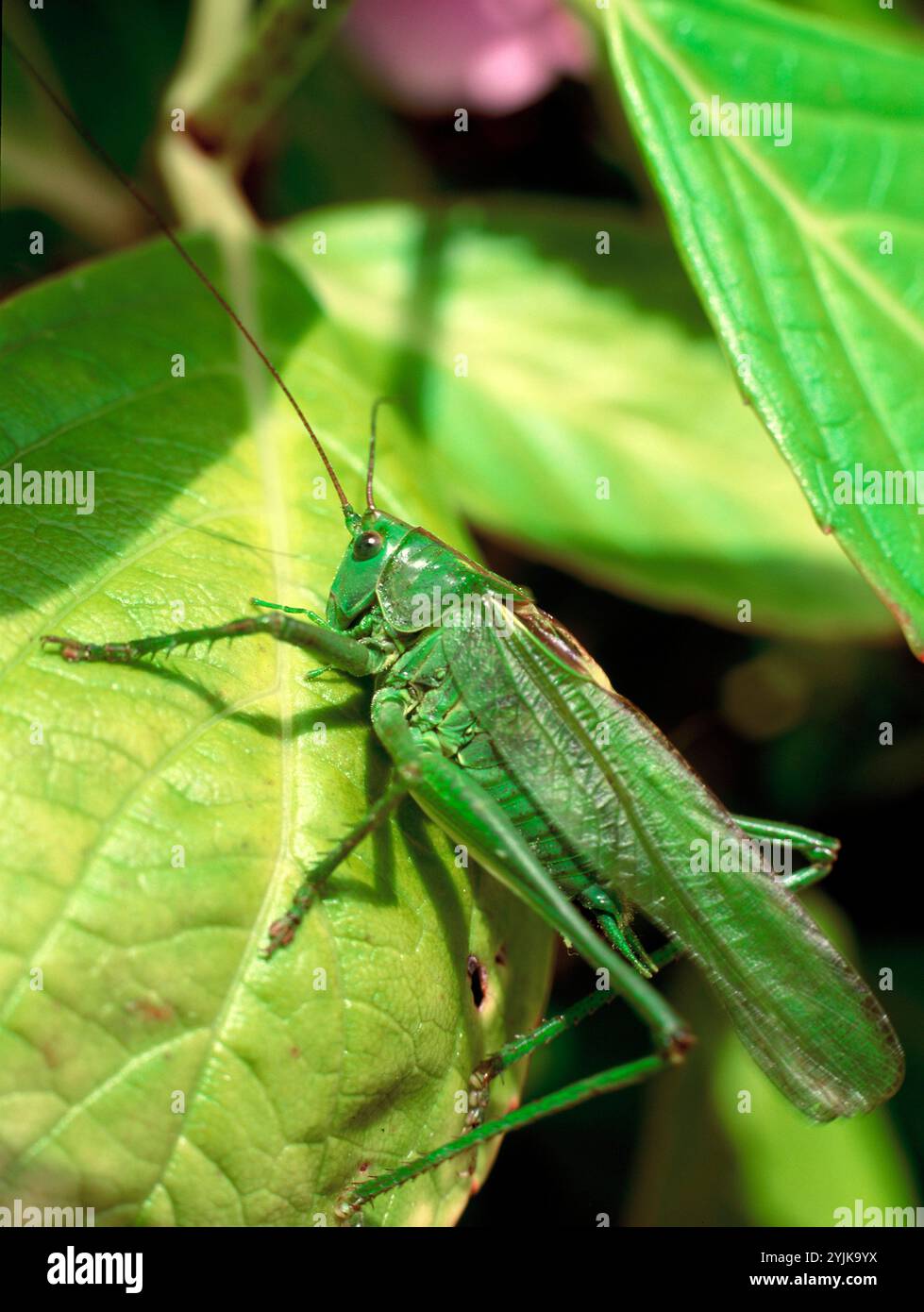 Alderney. Kanalinseln. Great Green Bush Cricket auf Blatt. Nahaufnahme. (Tettigonia viridissima) Stockfoto