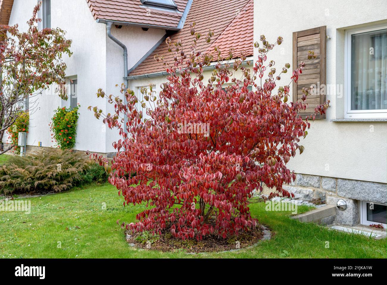 Blumen-Hartreigel (Cornus florida f. rubra), blühender Hartholz (Cornus florida f. rubra) Stockfoto