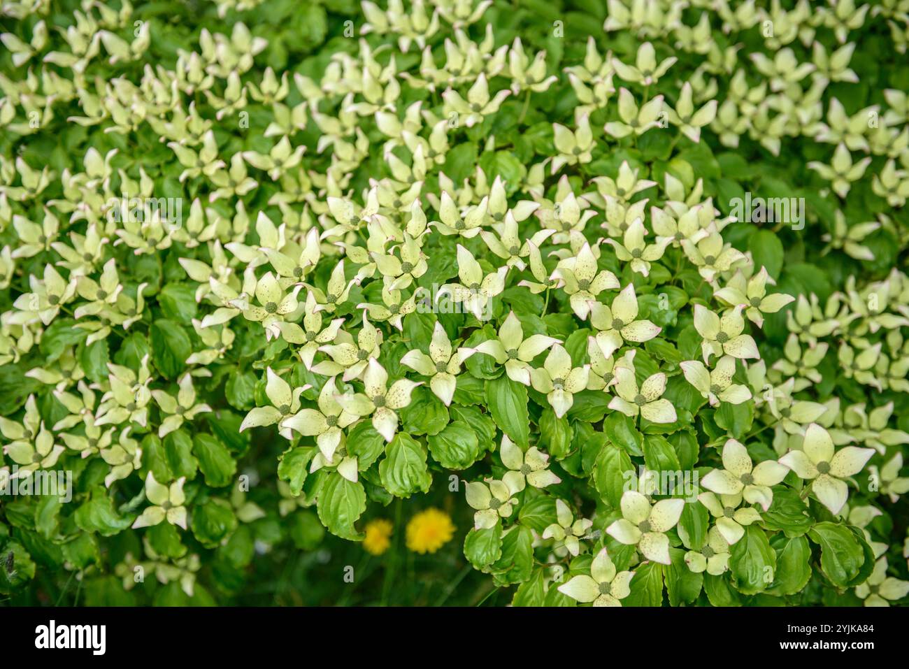 Blumen-Hartriegel (Cornus kousa), Blume Hartriegel (Cornus kousa) Stockfoto