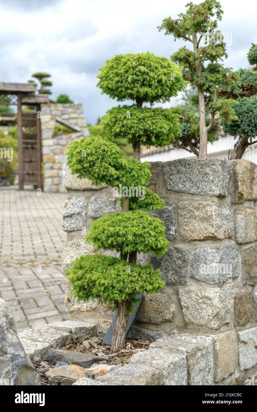 Gemeine Wacholder (Juniperus Communis) als Bonsai-Bume Stockfotografie -  Alamy
